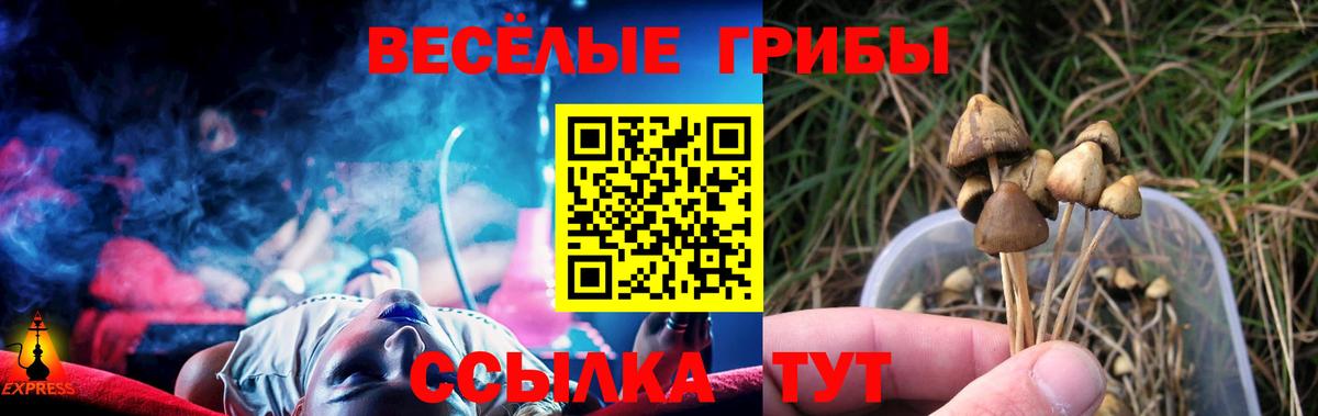 Тверь  Псилоцибиновые грибы Cubensis  Вход с VPN 